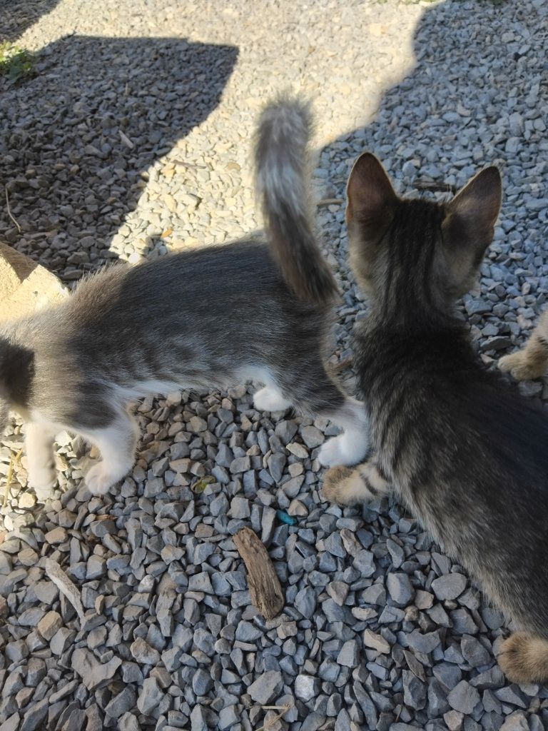 Котенца на 4 месеца