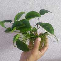 Анубис - аквариумное растение
