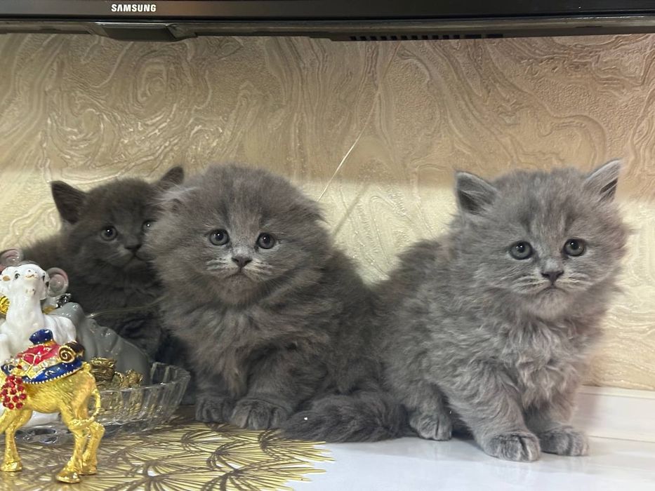 Продаются котята страйт