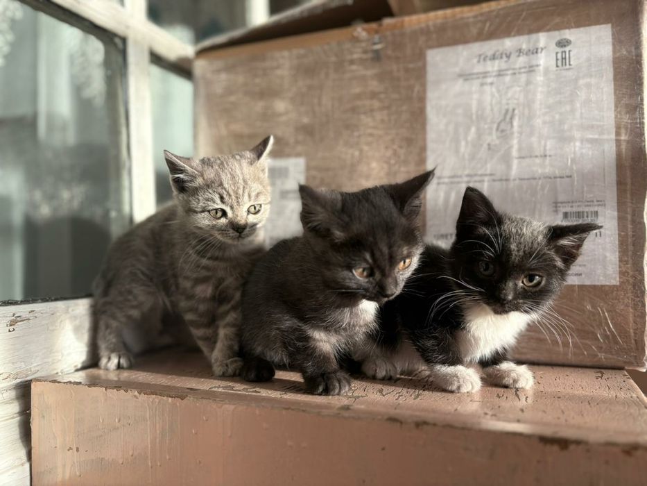 Котята в добрые руки