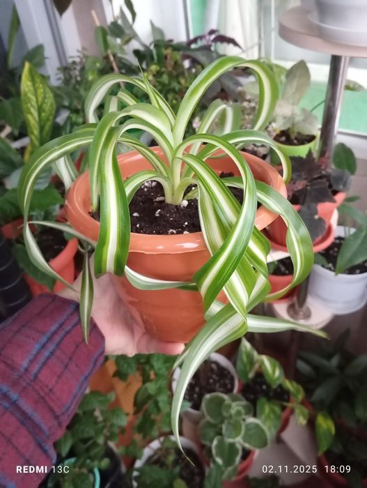 Цветы комнатные растения