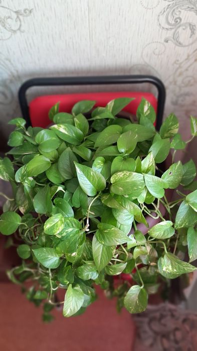 Продам лиана 10.000 тенге