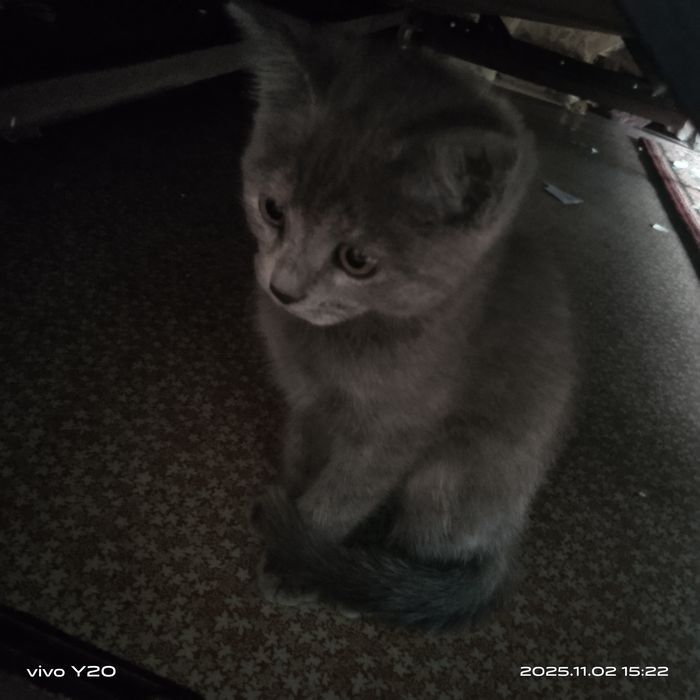 Кошка Шиншилла . 3.5 месяц