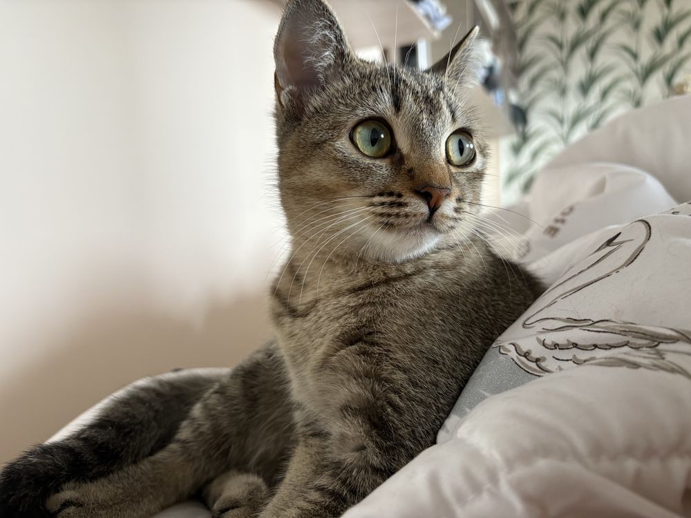 Котенок девочка 8 мес