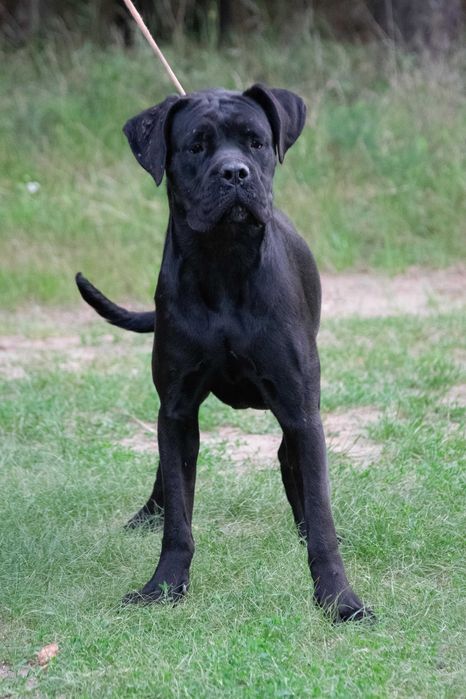 Cane corso 17 luni