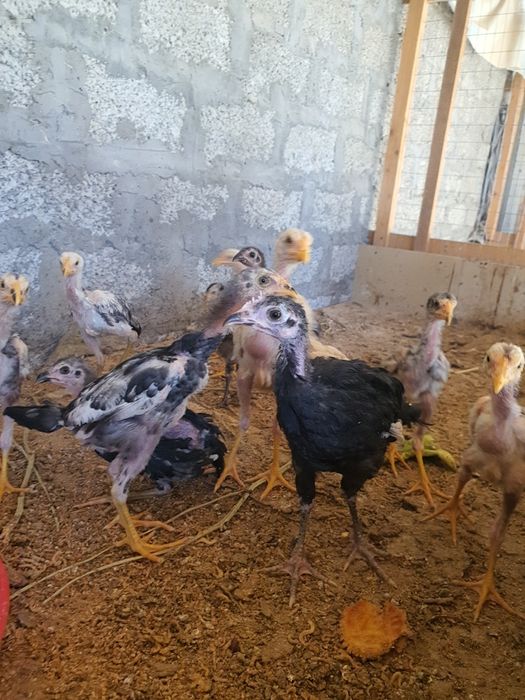 Shamo dakan jujasi 1.5 oylik