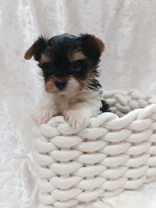 Мини щенки бивер йорка