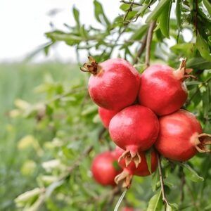 Rodiu dulce acco