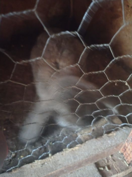 De vînzare berbec german