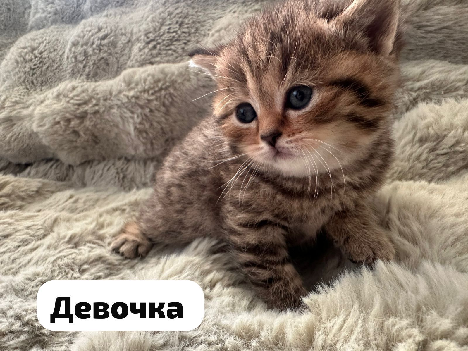 Вислоухий кот вязка