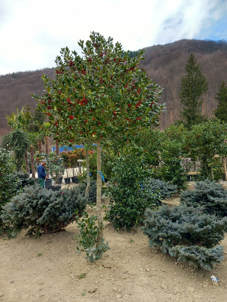 Amenajez spati verzi A LA Z gazon rulou plante ornamentale