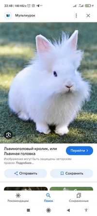 Кролик продам белый красивый 10т