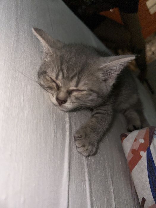 Продам котенка 1 месяц