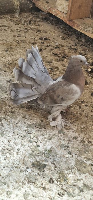Porumbei calarasi botosani pui indieni
