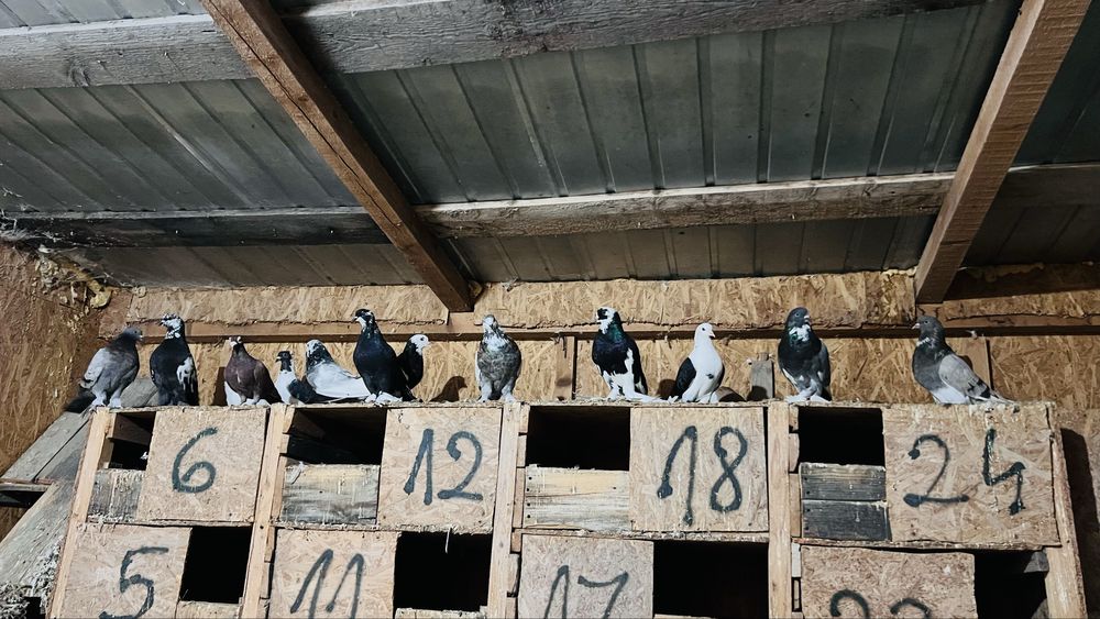 Porumbei diversi