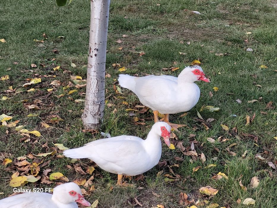 Pasari crescute  natural