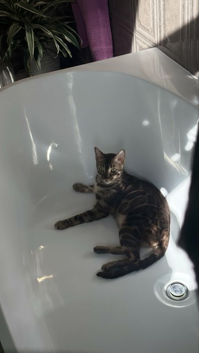 Бенгальский кот из питомника, 1,5 года