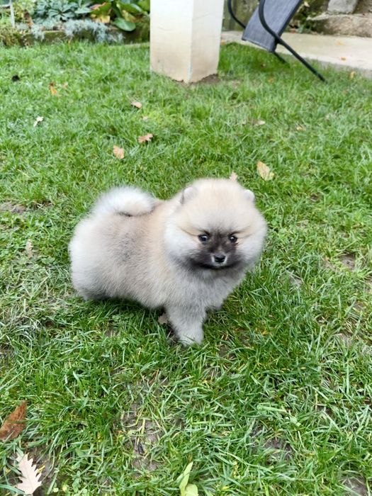 Померан мини момче. Померанче