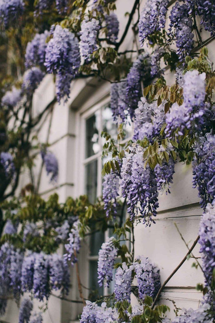 Япоский  ГЛИЦИНИЯ  - (Wisteria)
хушбой хидли , баланд буйли дарахт бул