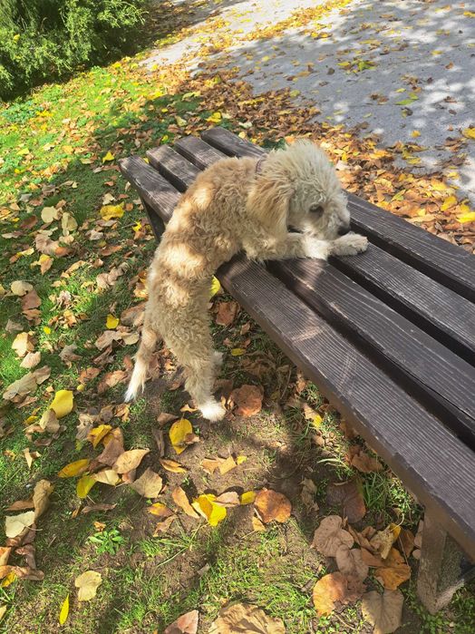 Продавам куче за трюфели