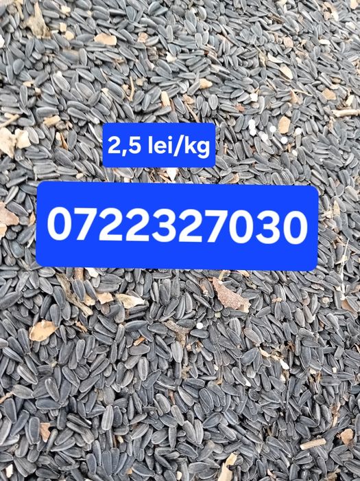 Producător,  vând floarea-soarelui