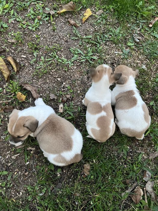 Джак ръсел териер