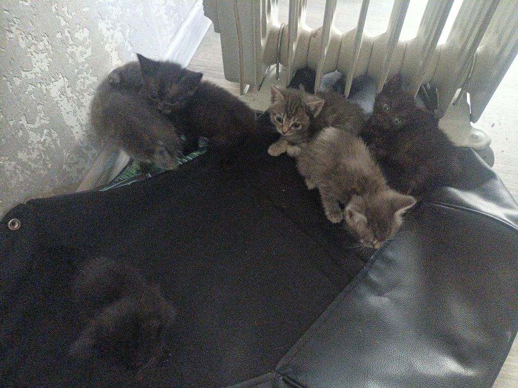 Пушистое счастье ишит дом  котята