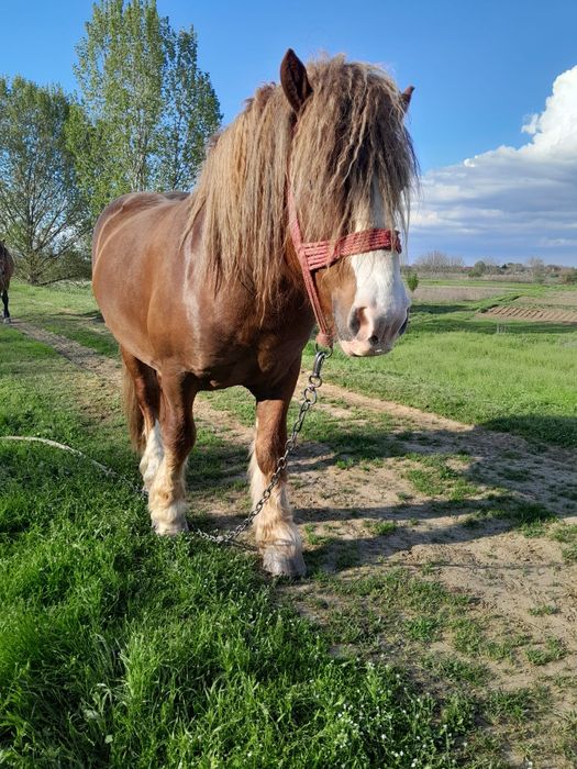 Vând armăsar de 3 ani