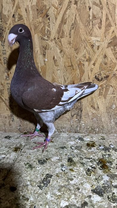 De vânzare porumbei voiajori Germani, porumbei uriaș American