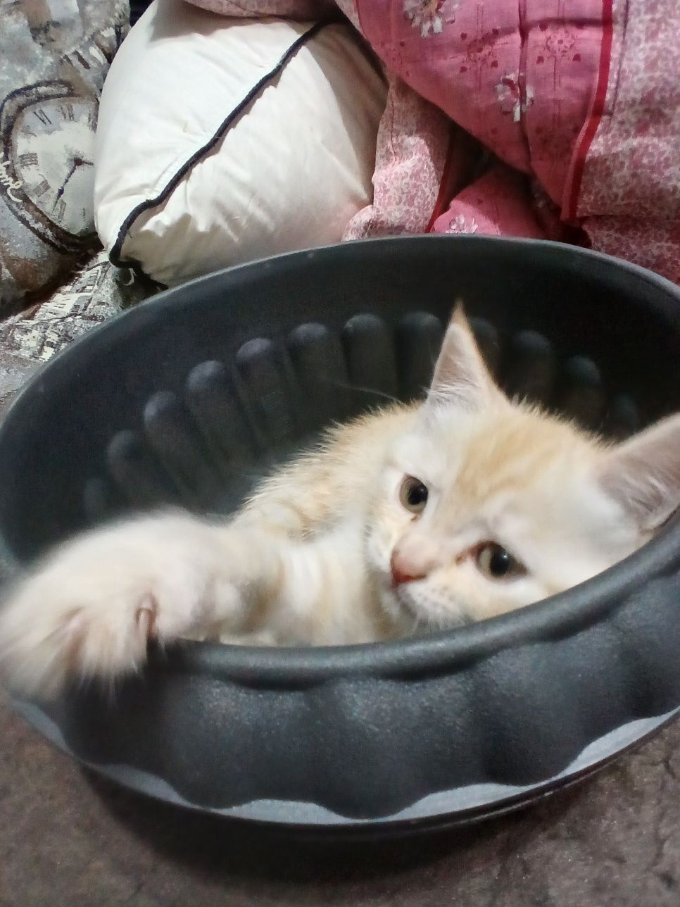 Продам котят британских