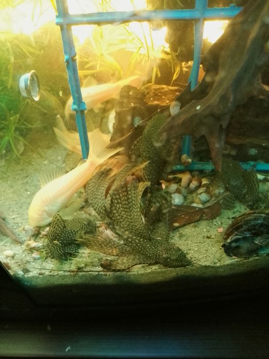 Ancistrusi ,pesti acvariu