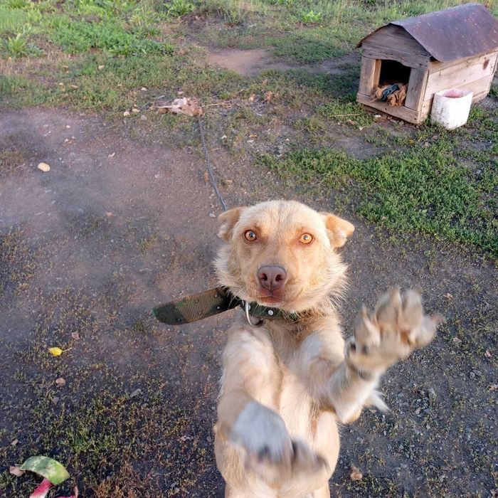 Две охранные собаки в ответственные руки