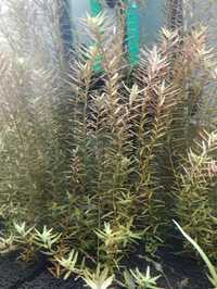 1 leu/1 fir planta acvariu Rottala