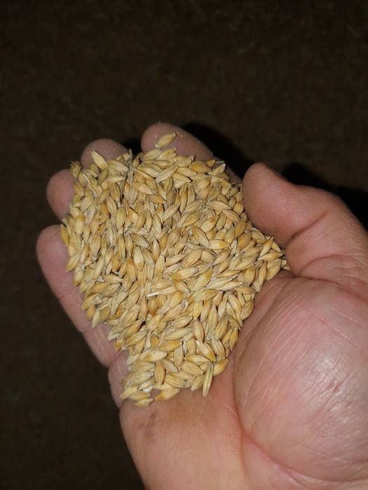 Grau,porumb,ovaz,orzoaica primavara,floarea soarelui,amestec cereale