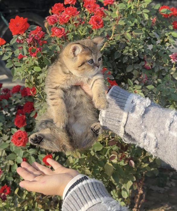 Золотая шиншилла