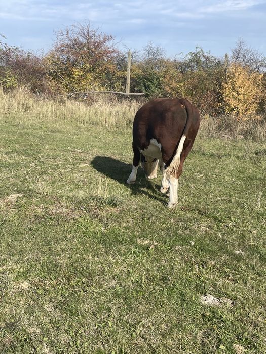 Taur 600 kg 1 an jumate