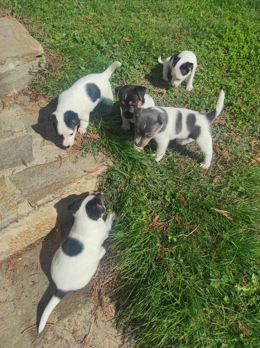 Продавам Джак Ръсел териер  200лв