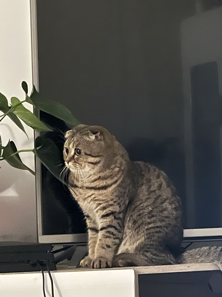 Предлагам мъжки котарак