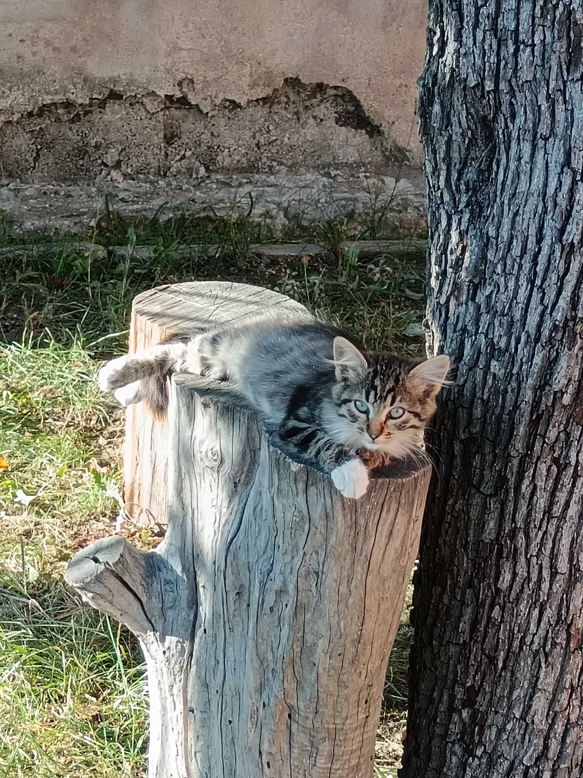 Подарявам котета