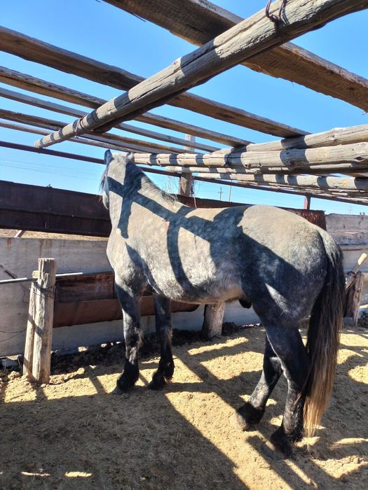 Жеребец 6.   лет