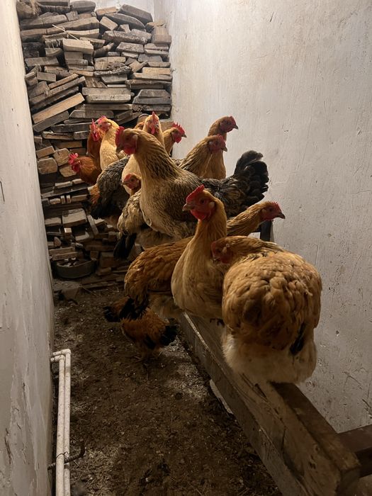 Продам кур породы Кучинская Юбилейная