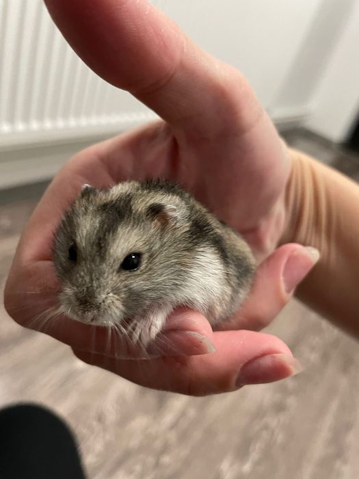 Donez 2 hamsterii