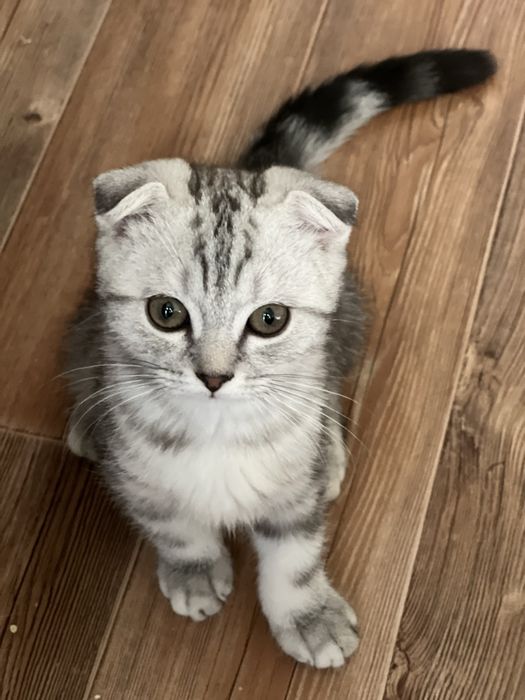 Продам шотландского вислоухого котёнка