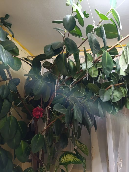 Vând ficus mare,de aproximativ 4-5 metri înălțime