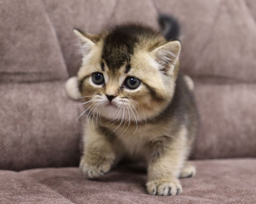 Британский  котенок