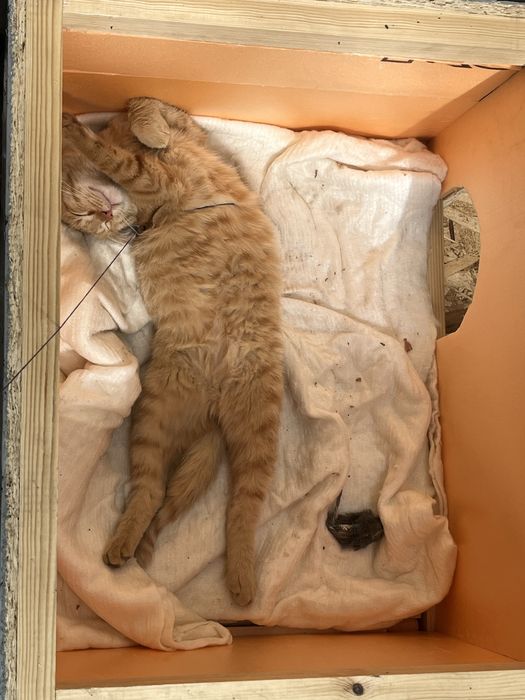 Рыжий кот ищет дом и  любящих хозяев