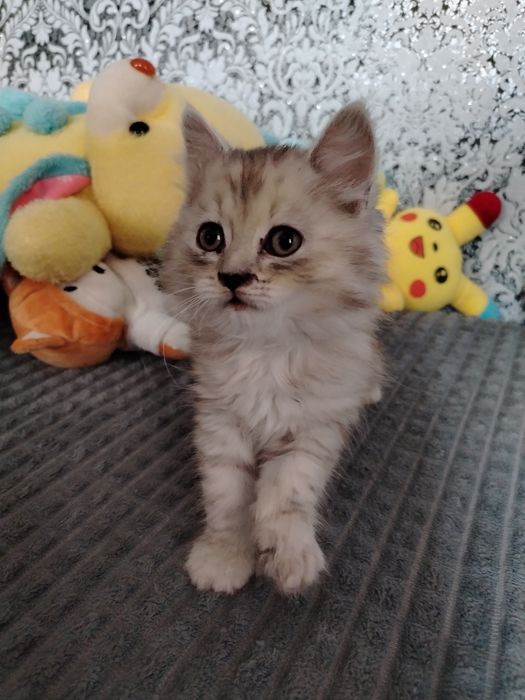 Отдам котенка в добрые руки