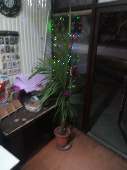 Продам Пальму.   .