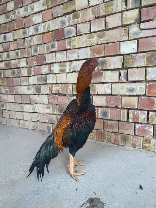 Dakan xoroz sotiladi