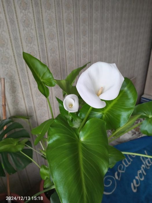 Продам цветы калла цена   1000тг